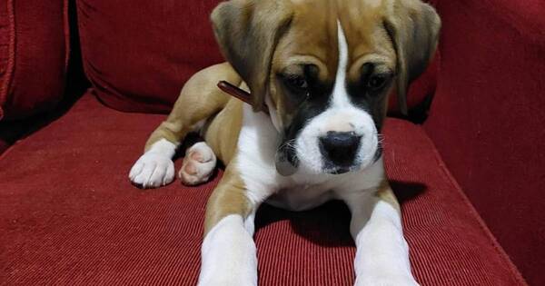 La Nación / Detienen a un hombre por robar un perro en Presidente Franco