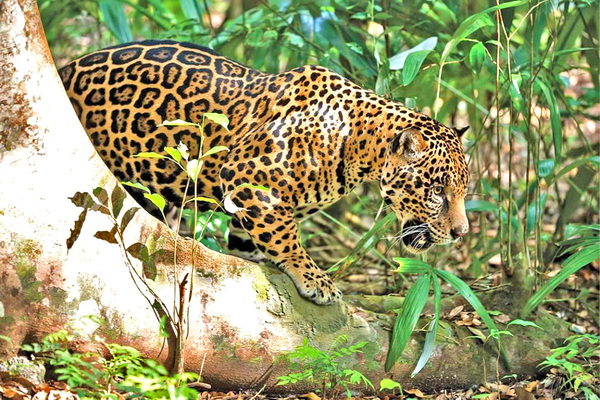 Hacen trabajo de monitoreo de los jaguarete que viven en triple frontera - La Clave