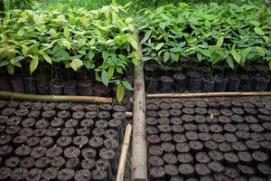Un grupo opositor venezolano critica la apertura a la explotación agrícola extranjera - MarketData