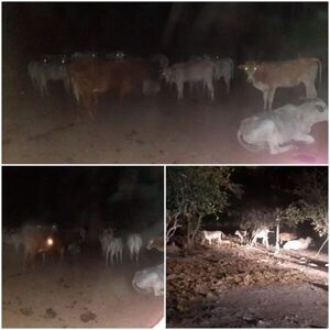Recuperan vacunos robados en Fuerte Olimpo