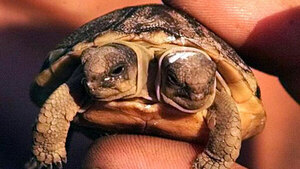 "Dos cabezas piensan mejor que una", dijo la tortuga siamesa de nombre "Sorte"