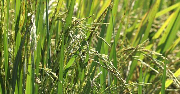 La Nación / Brasil fue el principal destino del arroz paraguayo en los primeros 7 meses