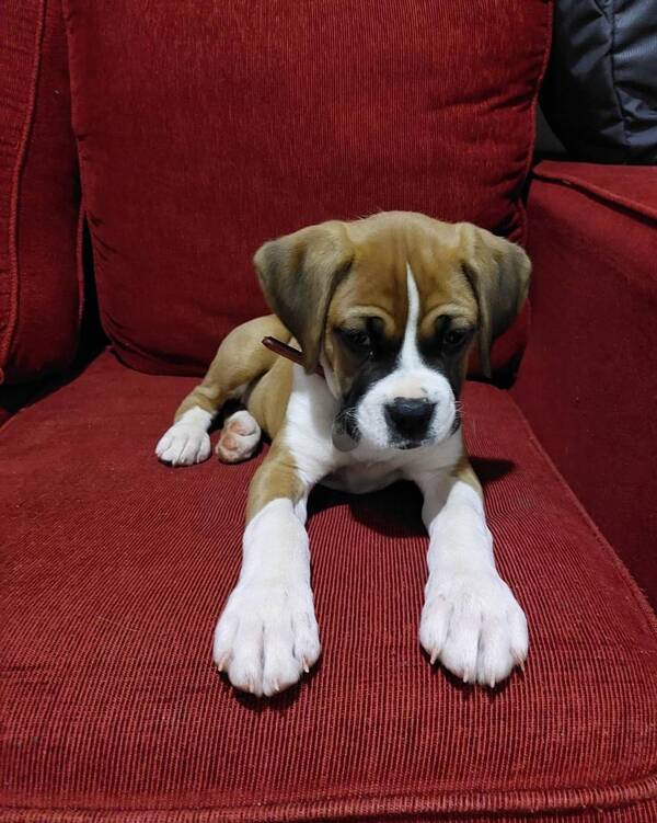 Ladrón de "perrito" fue detenido, durante recorrida policial en Presidente Franco