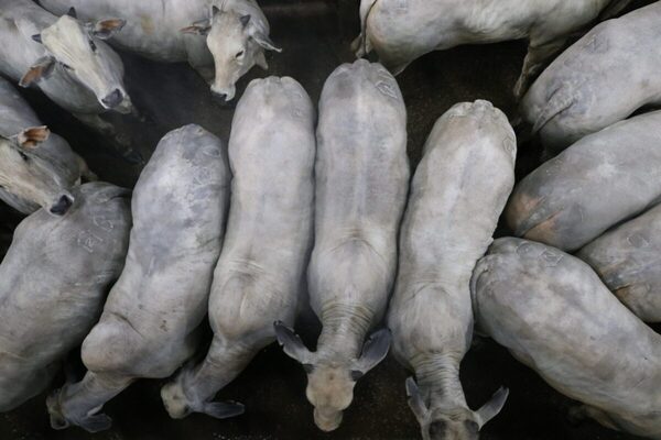 Precio del ganado gordo de exportación subió hasta US$ 0,20 por kilo carcasa