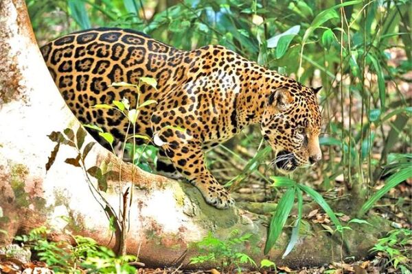 Hacen trabajo de monitoreo de los jaguarete que viven en triple frontera