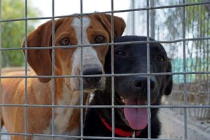 Los perros “lloran” de alegría al reunirse con sus propietarios - Mascotas - ABC Color