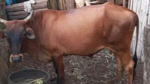 Doña ofrece recompensa por sus vacas: "Mis hijas lloran mucho"