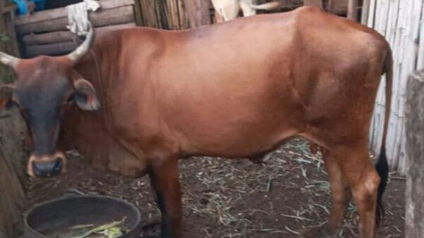 Doña ofrece recompensa por sus vacas: "Mis hijas lloran mucho"