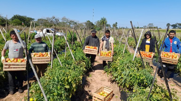 Productores ovetenses venderán más de 20 toneladas de tomate a G. 5.500 el kilo en finca - Noticiero Paraguay