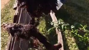 Lío entre vecinos: dejaron colgado a un perro muerto por su portón
