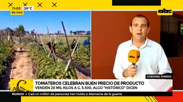 Tomateros celebran buen precio de producto - ABC Noticias - ABC Color