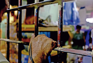Crimen organizado en cárceles: 'El que está detonando este tipo de situaciones es el Estado'
