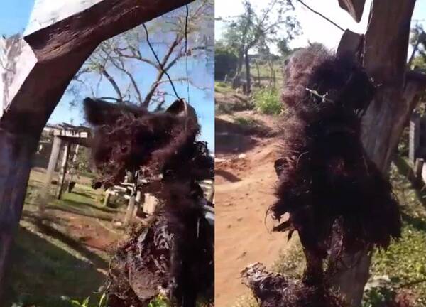 Crónica / [ VIDEO] ¡Dejaron perro muerto colgado por un portón!