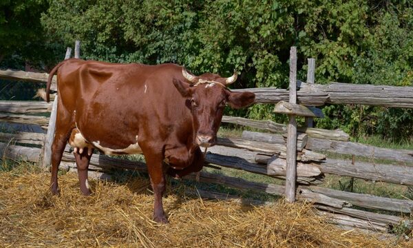 Dará recompensa de 1 millón por sus vacas: “Mis hijas lloran mucho”