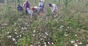La Nación / Destacan expansión de cultivos de algodón en el Chaco pese a fuerte sequía