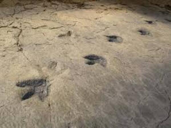 Diario HOY | Sequía deja al descubierto huellas de dinosaurios en un parque de Texas