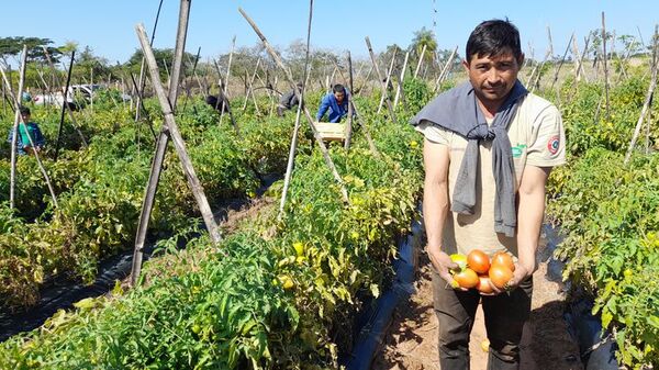 Tomateros aseguran ventas si Gobierno sigue cumpliendo planificación de siembra - Economía - ABC Color
