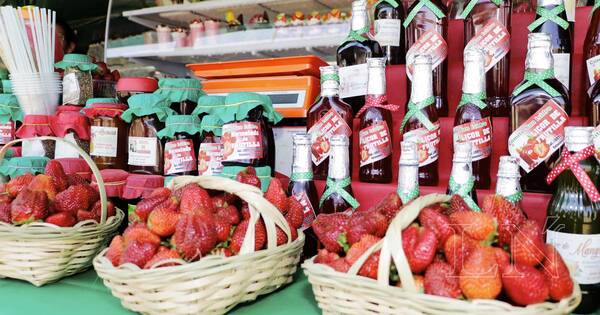 La Nación / Expo frutilla de Areguá no se suspende, aclaran