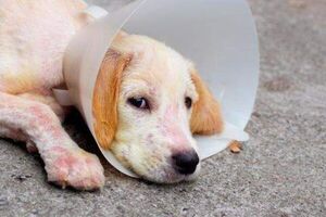 Dermatitis canina ¿mi perro la padece? - Mascotas - ABC Color