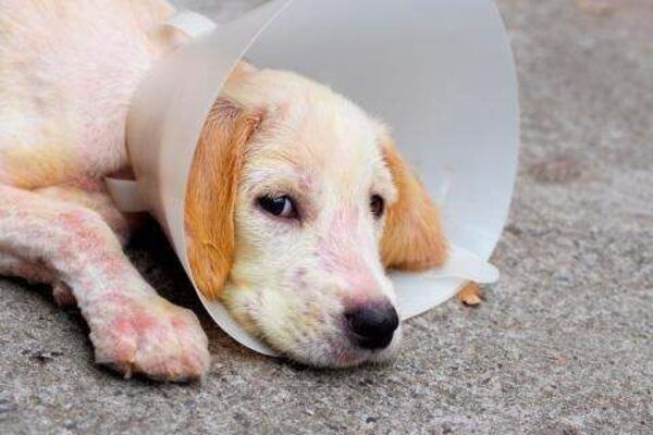 Dermatitis canina ¿mi perro la padece? - Mascotas - ABC Color