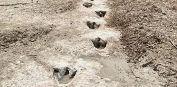 Sequía en EEUU deja al descubierto huellas de dinosaurios