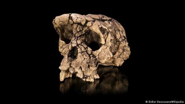 Uno de los antepasados más antiguo del humano caminaba erguido hace 7 millones de años