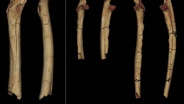 Antepasados ya caminaban sobre dos piernas hace 7 millones de años