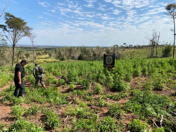 Diario HOY | Detectan y queman más de 10 toneladas de marihuana en Caaguazú
