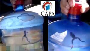 Crónica / Agua con rana: “Si no se consumen en 2 o 3 días se pone verde”