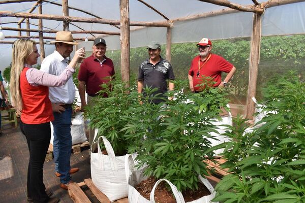 En San Pedro cultivan marihuana, producen aceite y piden legalización del “rubro” - Nacionales - ABC Color
