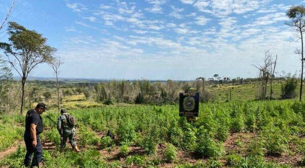 Crónica / Senad le prendió fuego a más de 10 toneladas de marihuana en Caaguazú