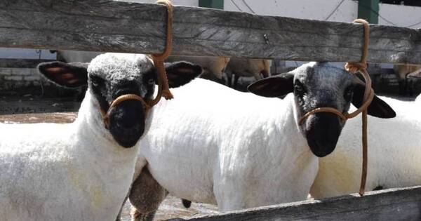 La Nación / Impulsarán la comercialización de carne de cordero en la Expo Capasu