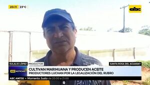Cultivan marihuana y producen aceite - ABC Noticias - ABC Color