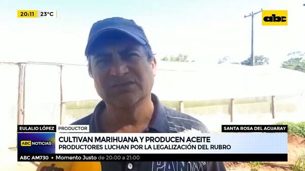 Cultivan marihuana y producen aceite - ABC Noticias - ABC Color