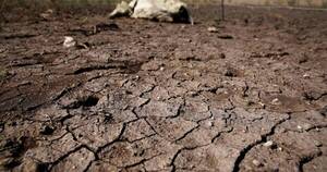 La Nación / Boquerón arrastra una acuciante sequía y sigue sin plan de contingencia del Gobierno ante falta de lluvias