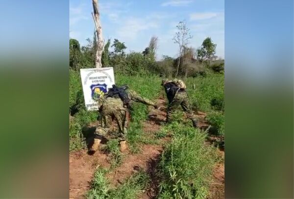 Destruyeron aproximadamente 4.5 hectáreas de marihuana en San Pedro - Megacadena — Últimas Noticias de Paraguay