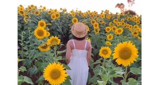 Los instagramers se mueven mirando girasoles: crece demanda de viajes para visitar los campos