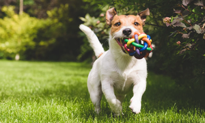 Estudio: Perros producen lágrimas al reencontrarse con sus dueños