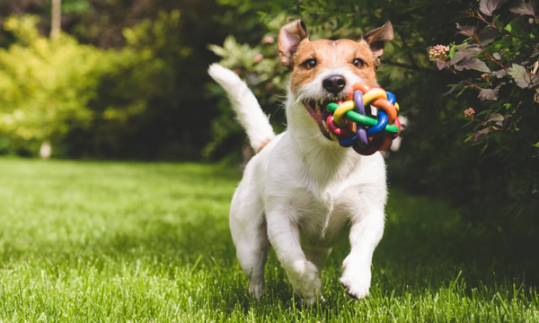 Estudio: Perros producen lágrimas al reencontrarse con sus dueños
