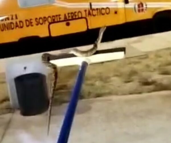 Falsa yarará causa susto en cuartel de bomberos: voluntaria halló serpiente bajo su almohada - Nacionales - ABC Color