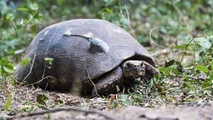 Mascotismo: Tortugas terrestres como mascotas - Mascotas - ABC Color