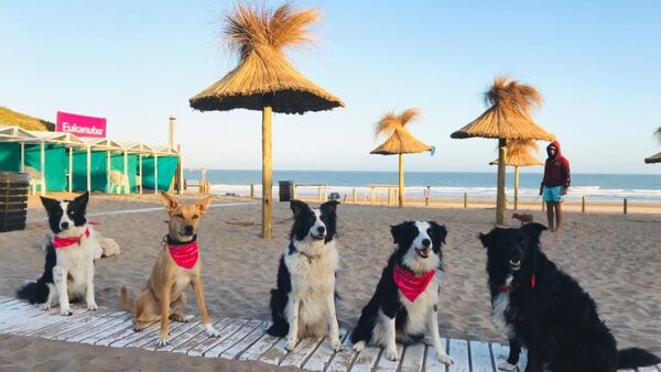Las mejores playas de España a las que puedes ir con tu perro | Turismo | 5Días
