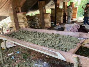 Desmantelan campamento y destruyen marihuana en San Rafael