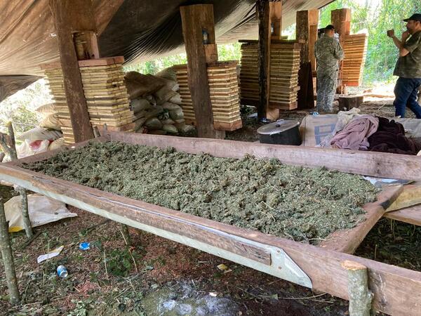 Desmantelan campamento y destruyen marihuana en San Rafael