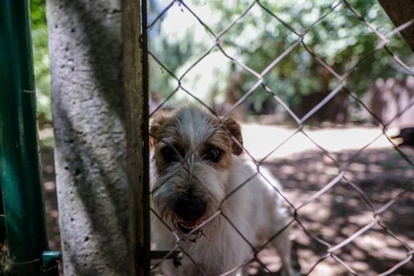 La vida perra de miles de canes abandonados en Chipre - Mascotas - ABC Color