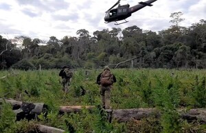 Paraguay narco: Fuerzas combinadas eliminan 610 toneladas de marihuana en fronterizo Departamento de Amambay – La Mira Digital