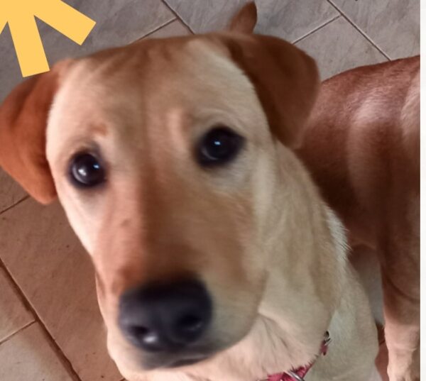 Boni - Encontrá a tu mascota - ABC Color