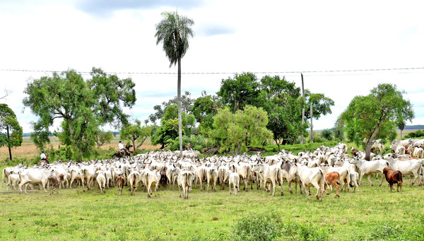 Reportan que hato ganadero de Canindeyú creció 6% este año - La Clave