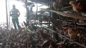 Saca adelante a su familia con la producción de huevos