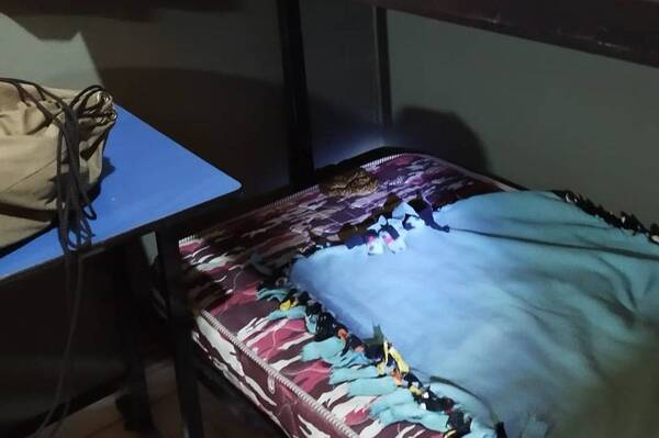 Bombera del Cuartel de la Costanera, halla víbora en su cama